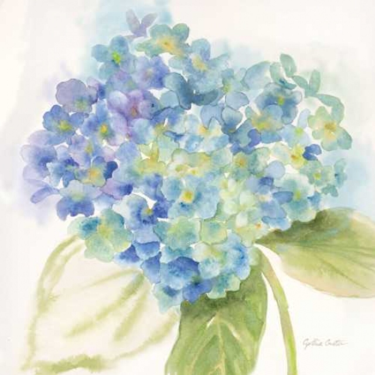 Painted Hydrangeas II Poster Print by Cynthia Coulter - Item # VARPDXRB9311CC